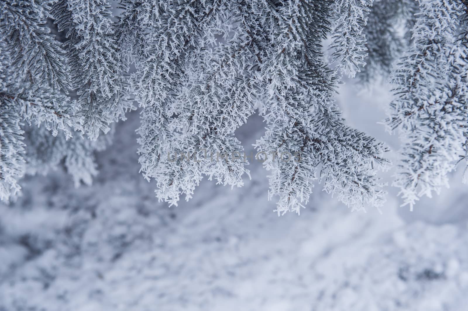 snow-covered trees in winter park