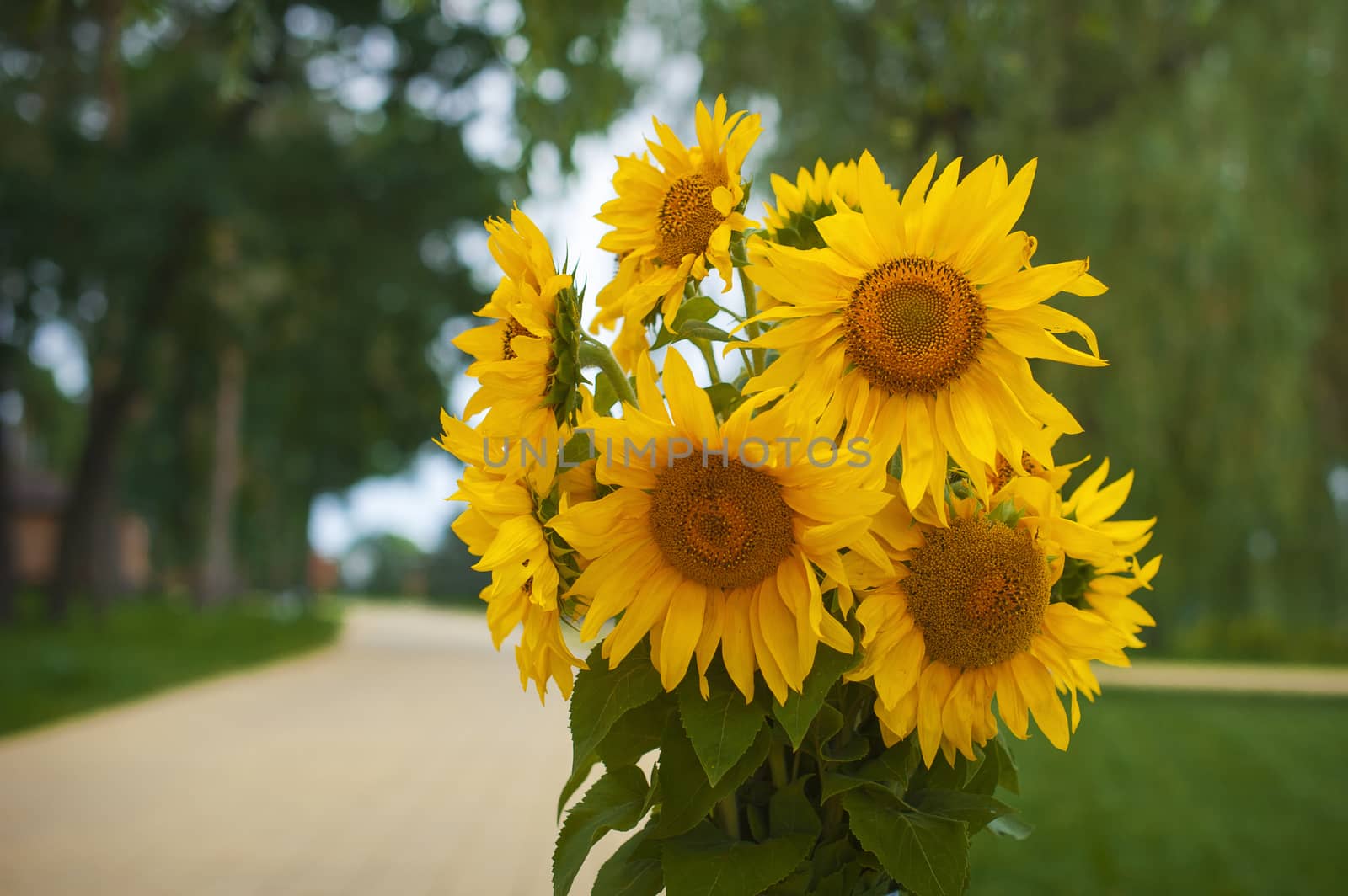 Bouquet of yellow sunflowers on a green background