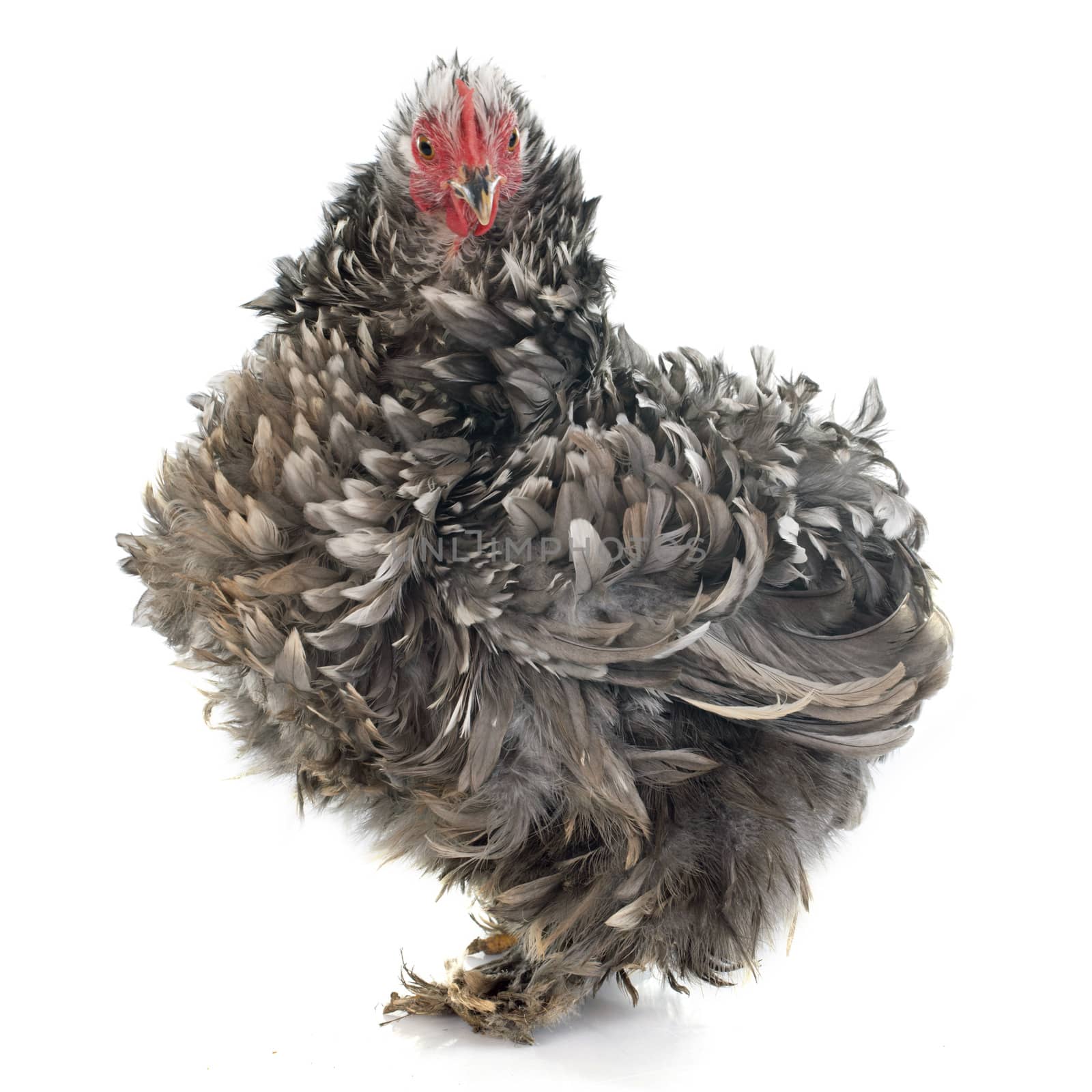 Curly Feathered chicken Pekin in front of white background