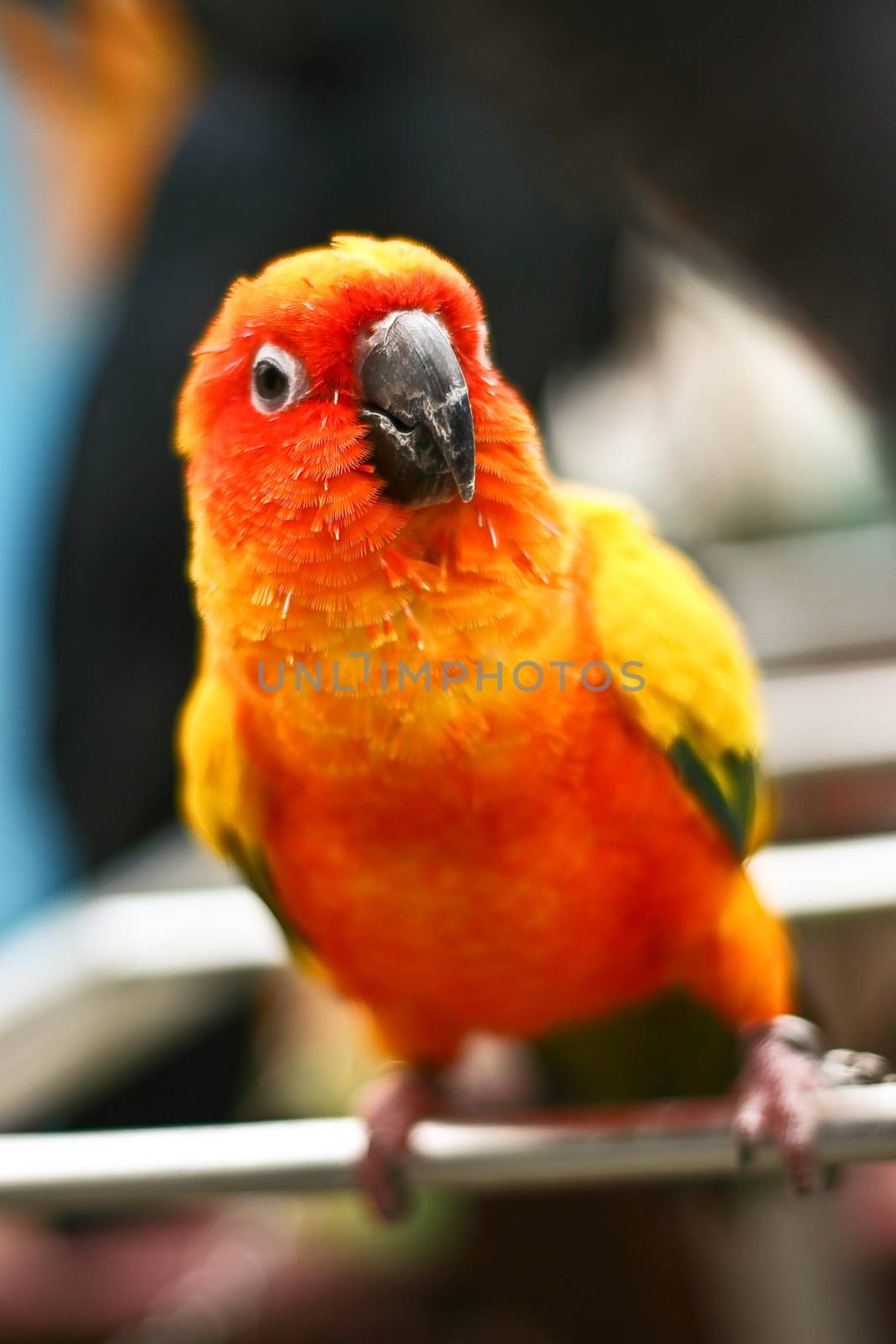 Sun Conure (Parakeets) with blur background