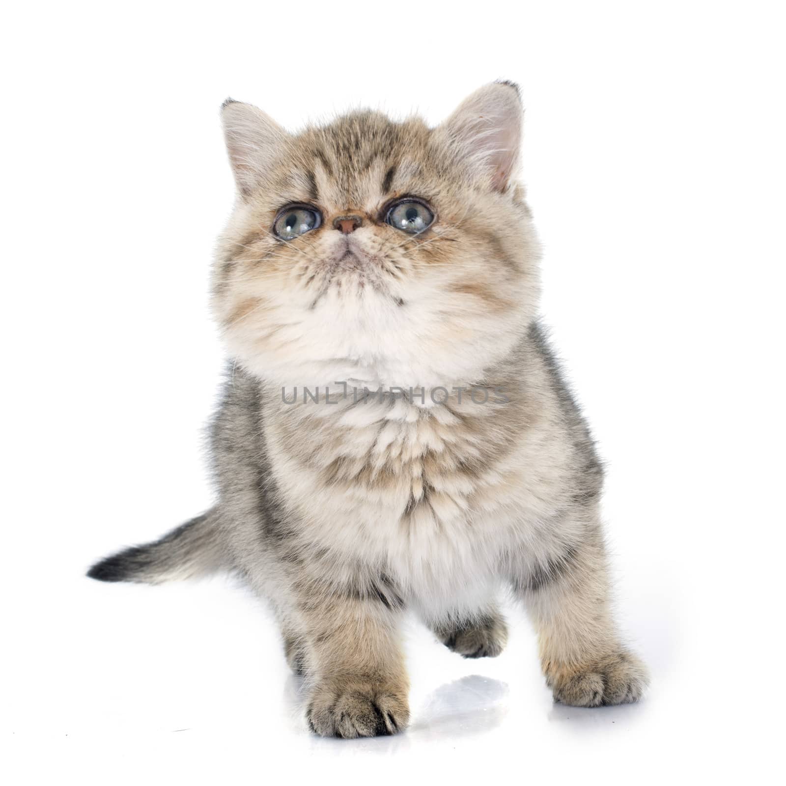 persian kitten in front of white background