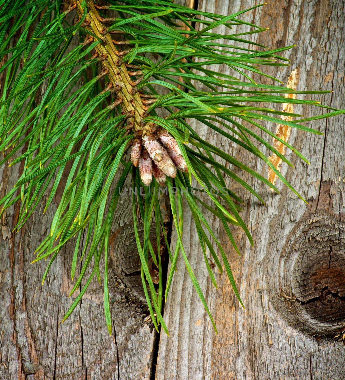 Fluffy Green Pine Branch with  Little Fir Cone closeup on Textured Wooden background