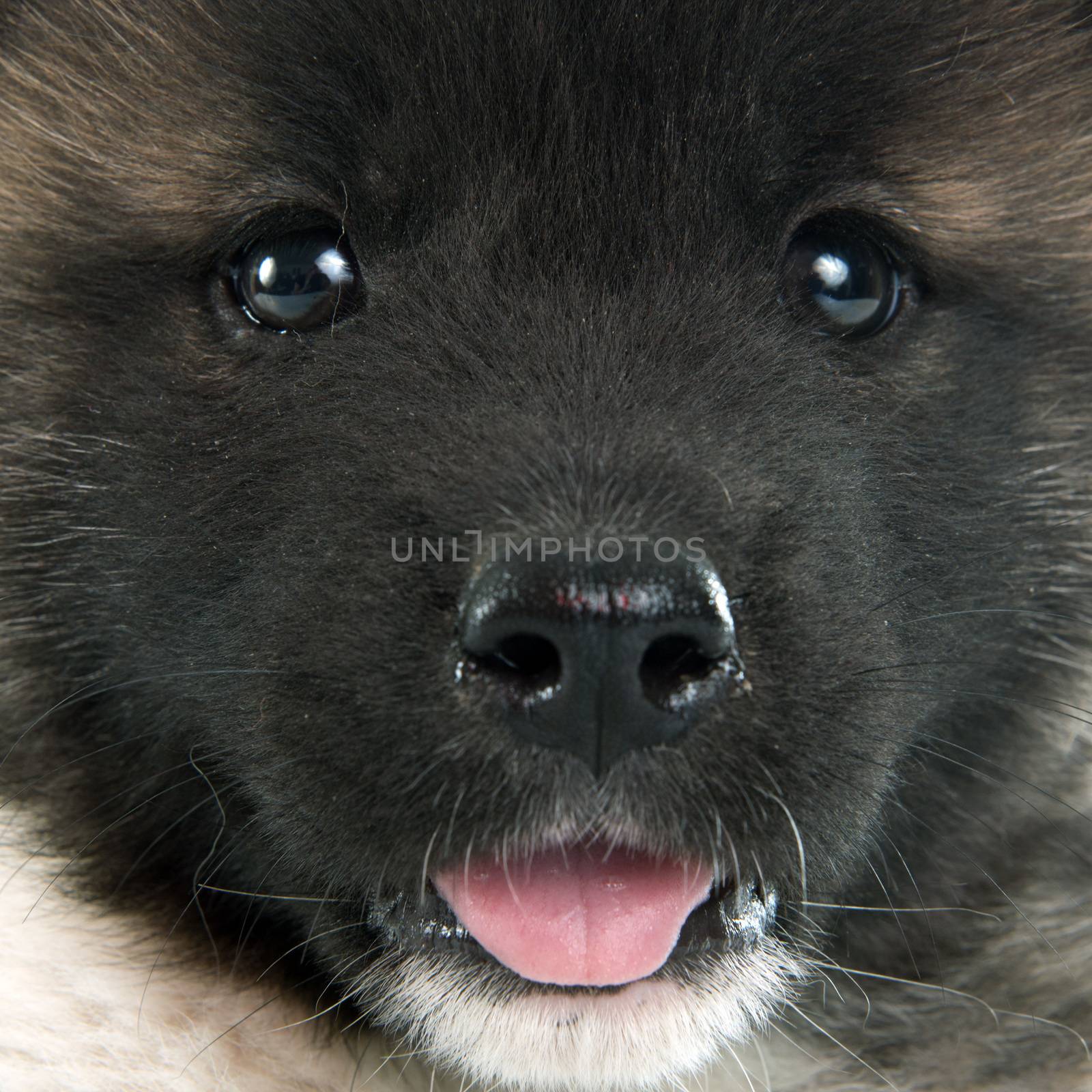 american akita puppy by cynoclub