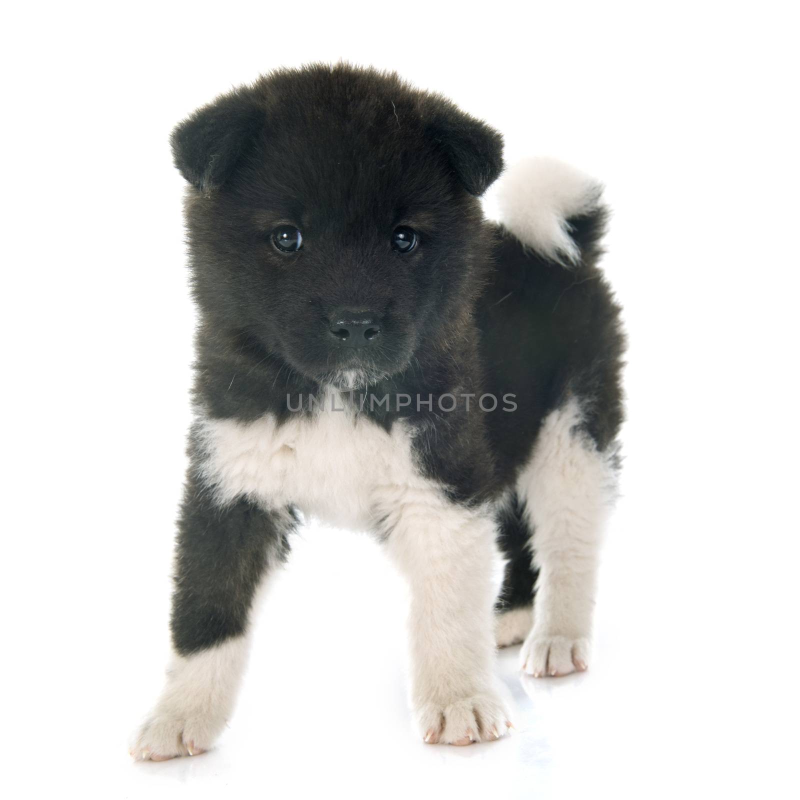 american akita puppy in front of white background