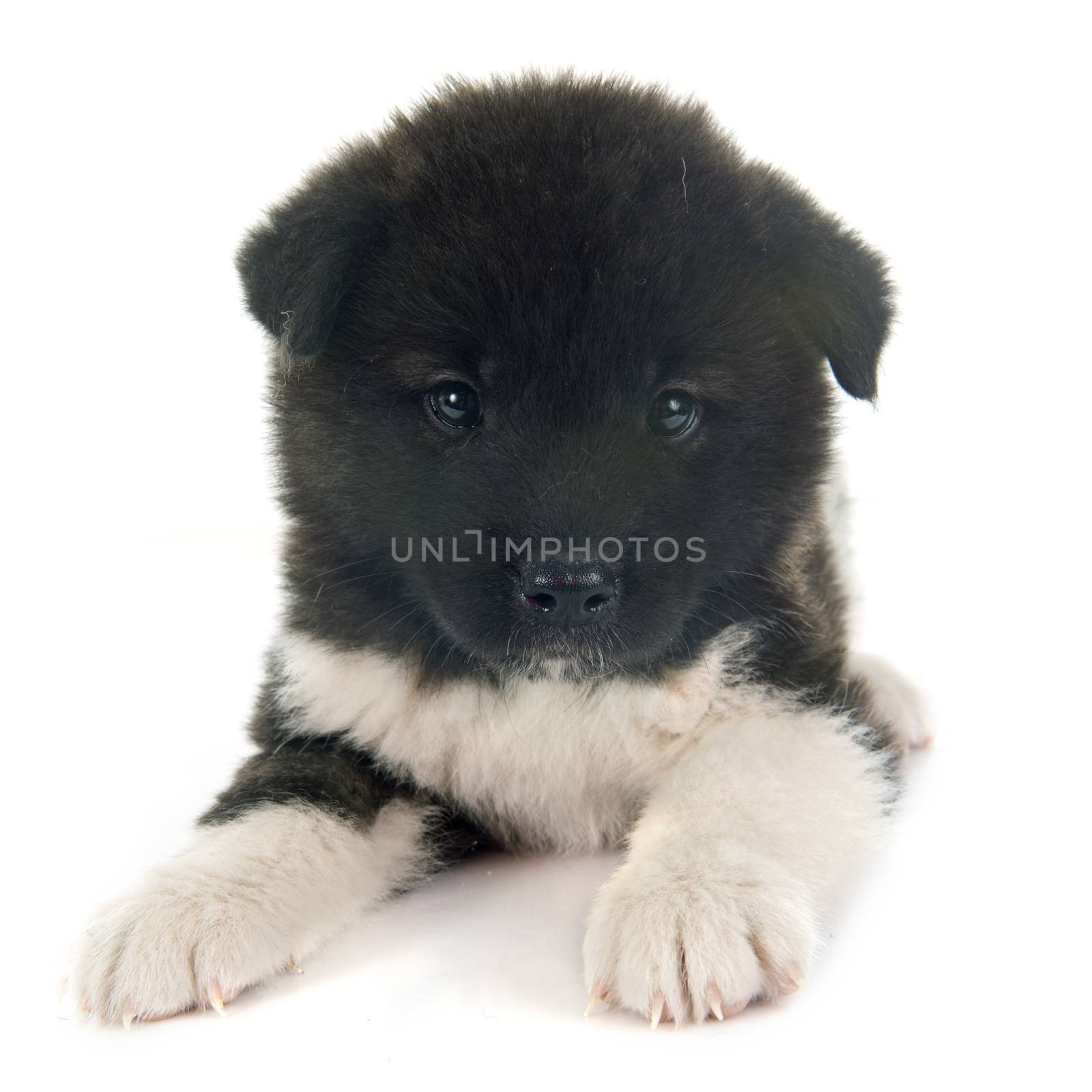 american akita puppy in front of white background