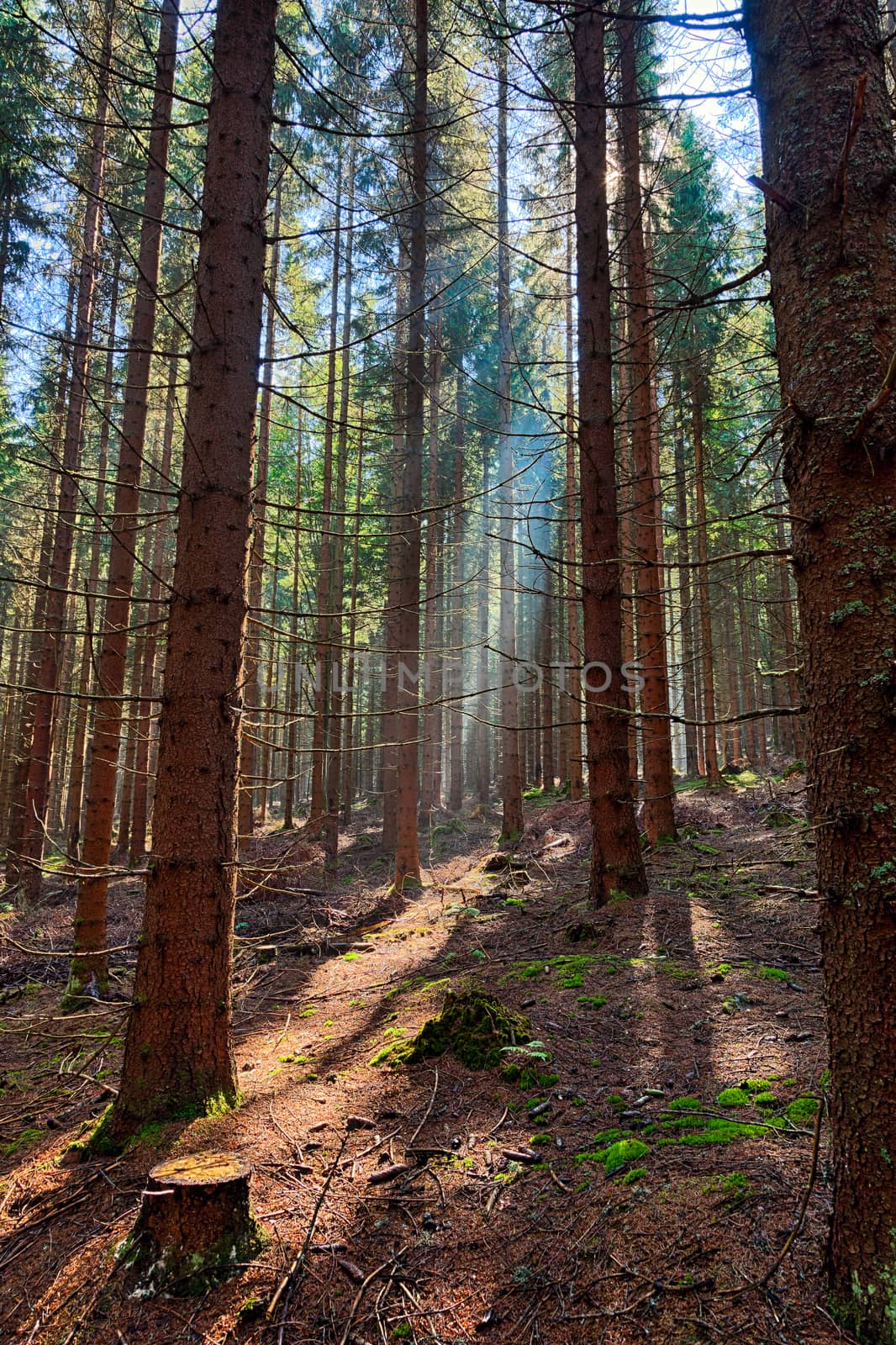 The spruce forest by hanusst