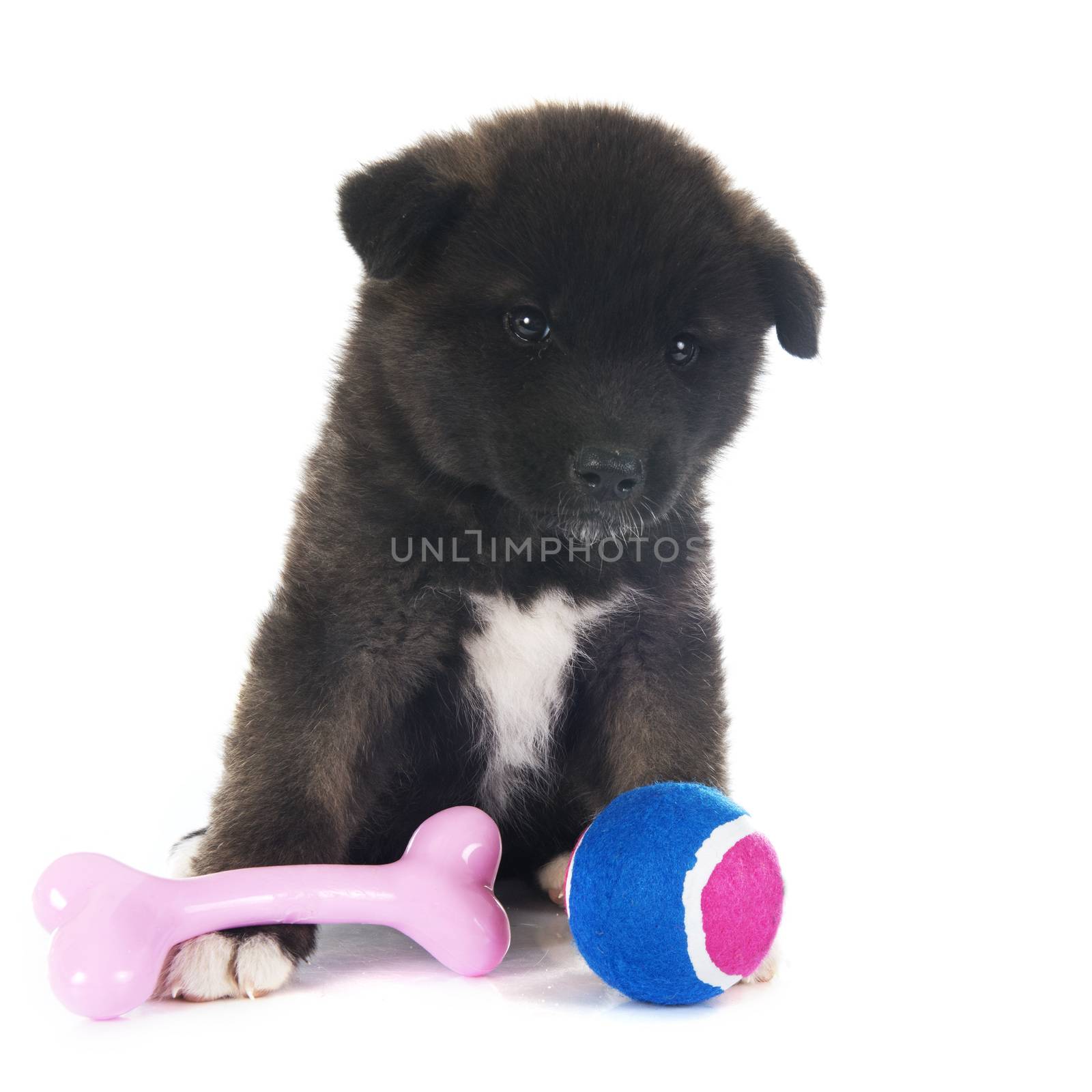 american akita puppy in front of white background