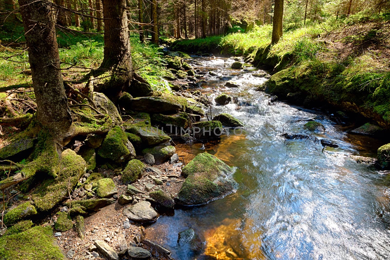 The primeval forest with mossed ground and the creek - HDR
