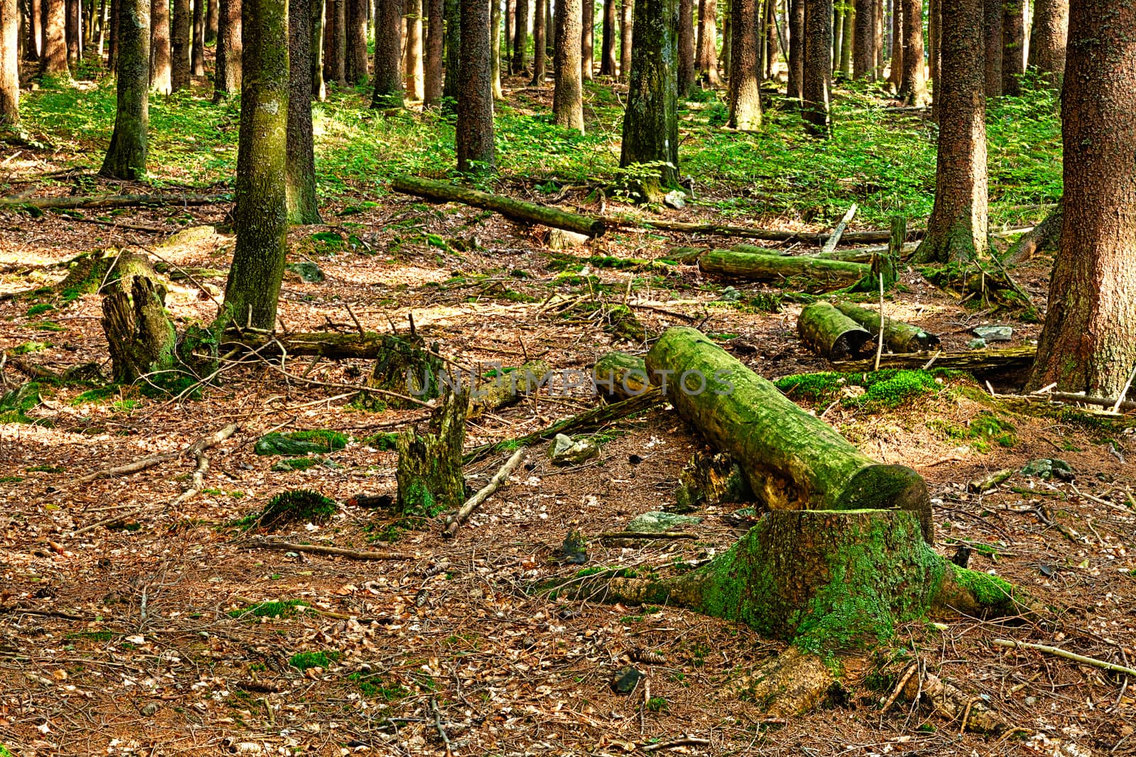 The primeval forest with mossed ground