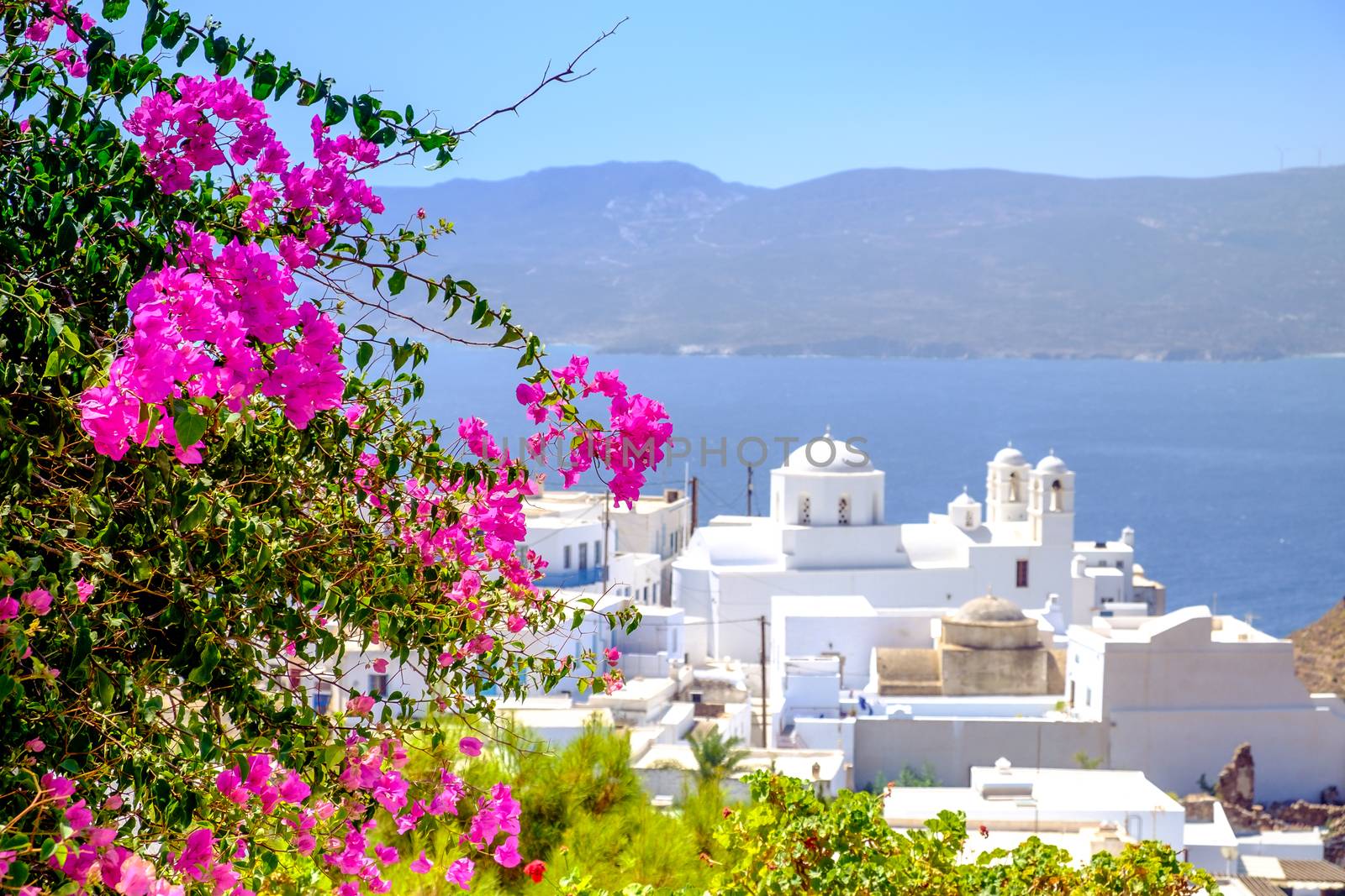 Scenic view of traditional Greek cycladic village with flowers foreground and selective focus, Plaka, Greece