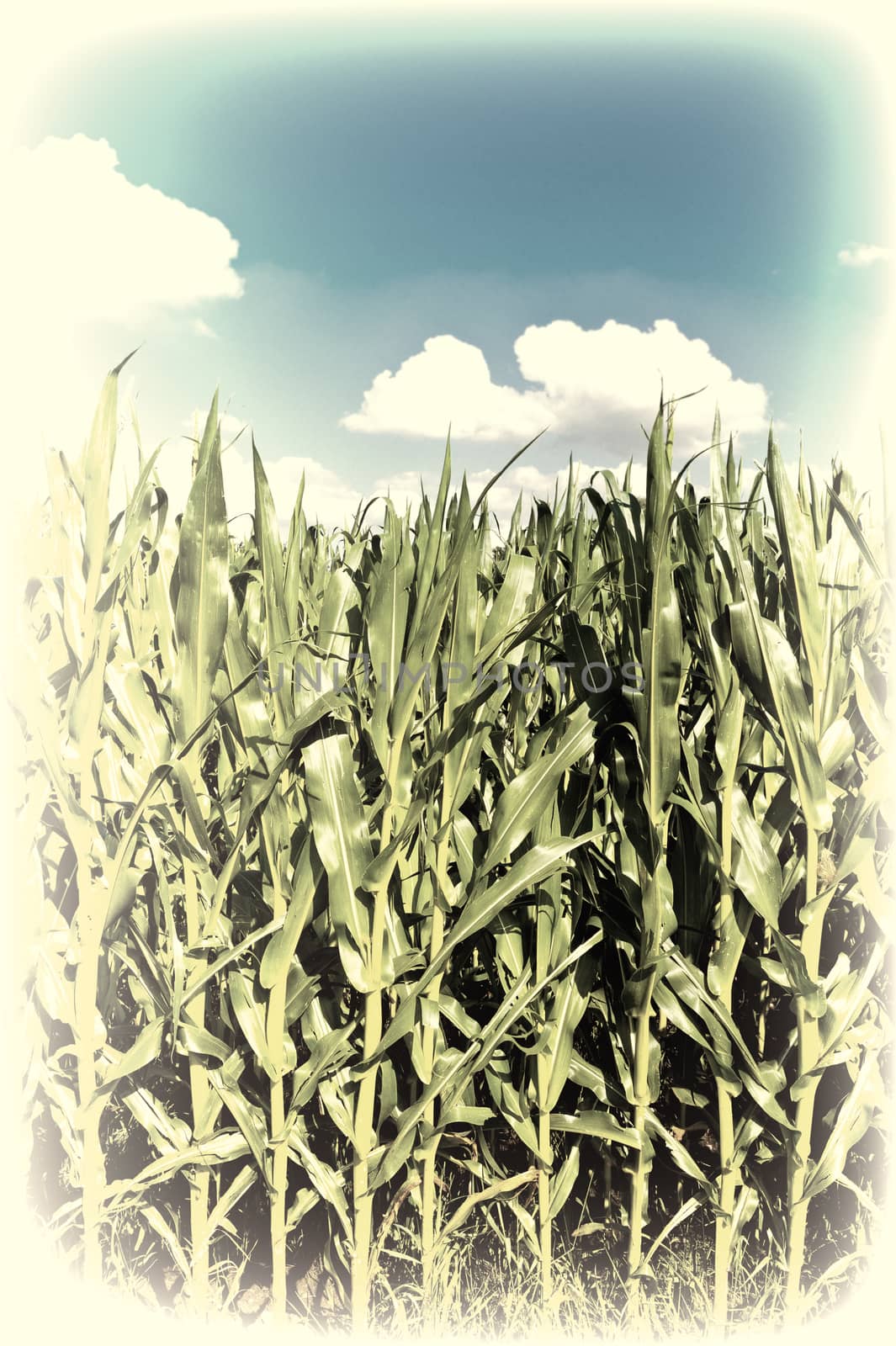 Plantation of Corn in Southern Bavaria, Germany, Retro Image Filtered Style 