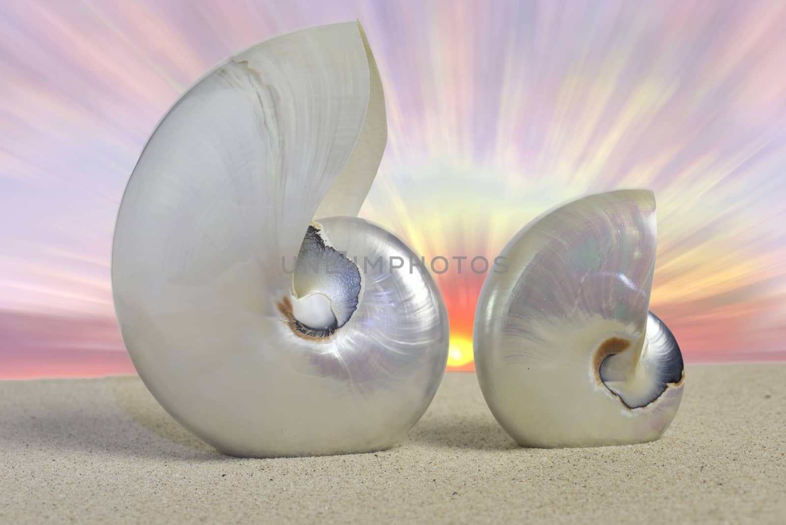 Nautilus shells on the beach during sunset