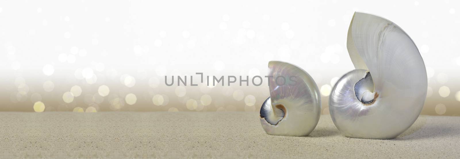 Nautilus shells on sandy beach over sparkling background