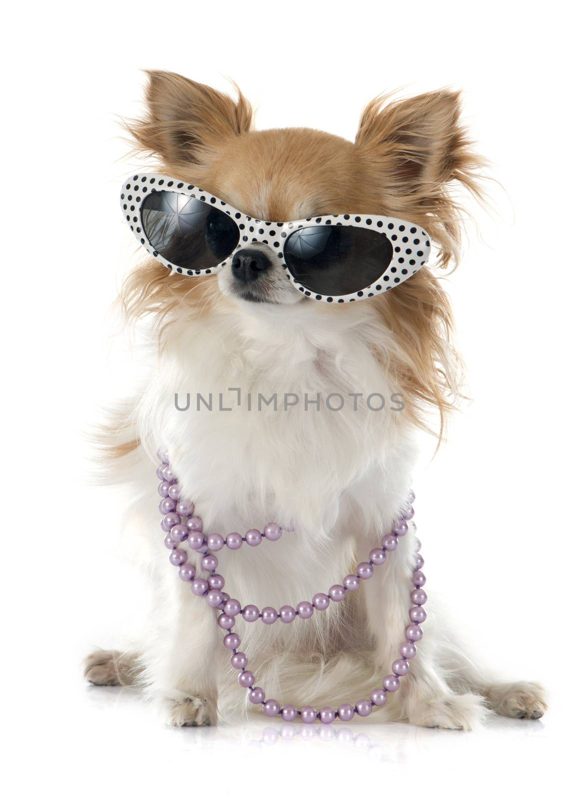 chihuahua in summer in front of white background