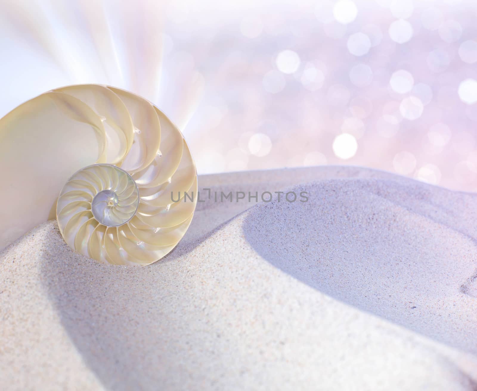 Nautilus shell cut by stellar