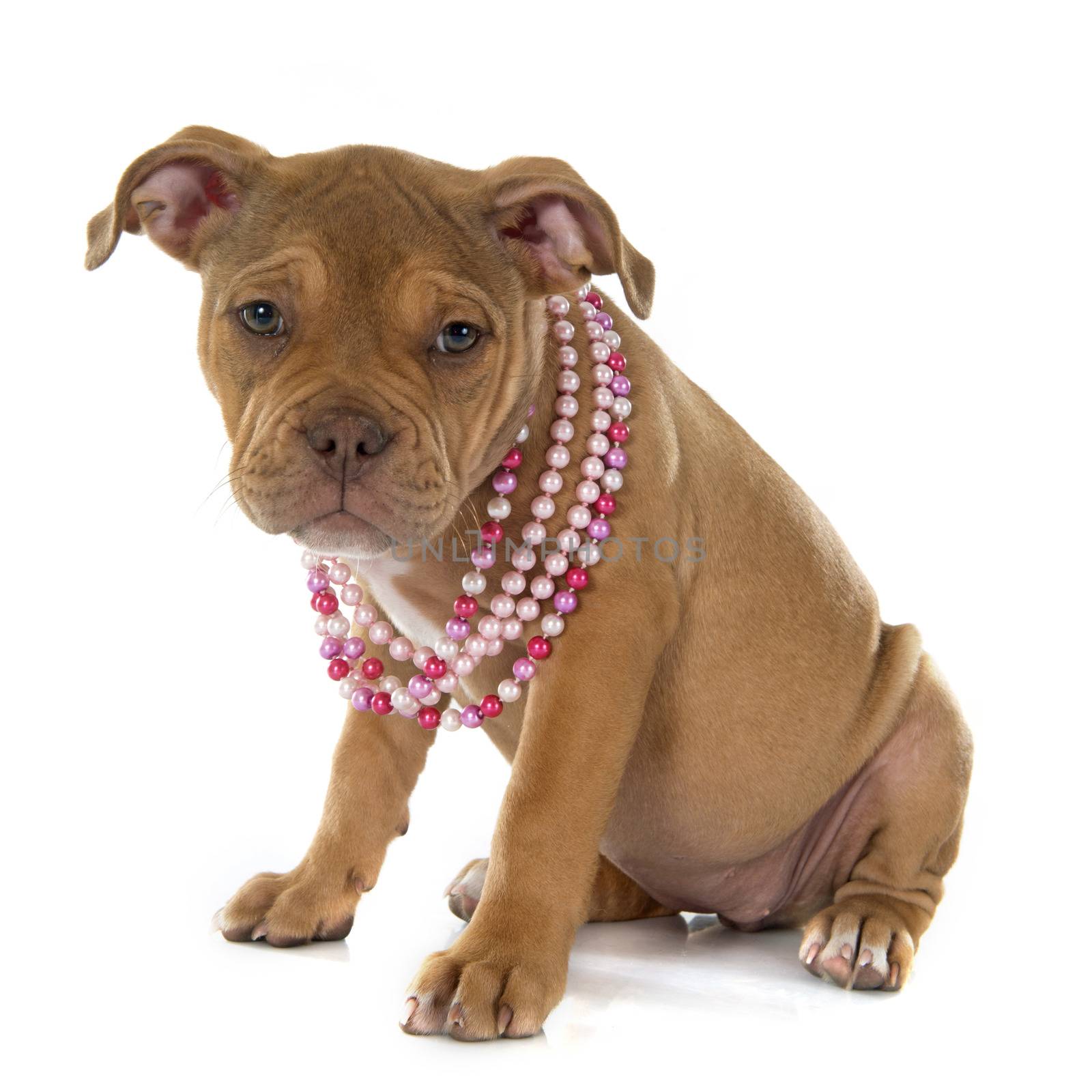 puppy old english bulldog in front of white background