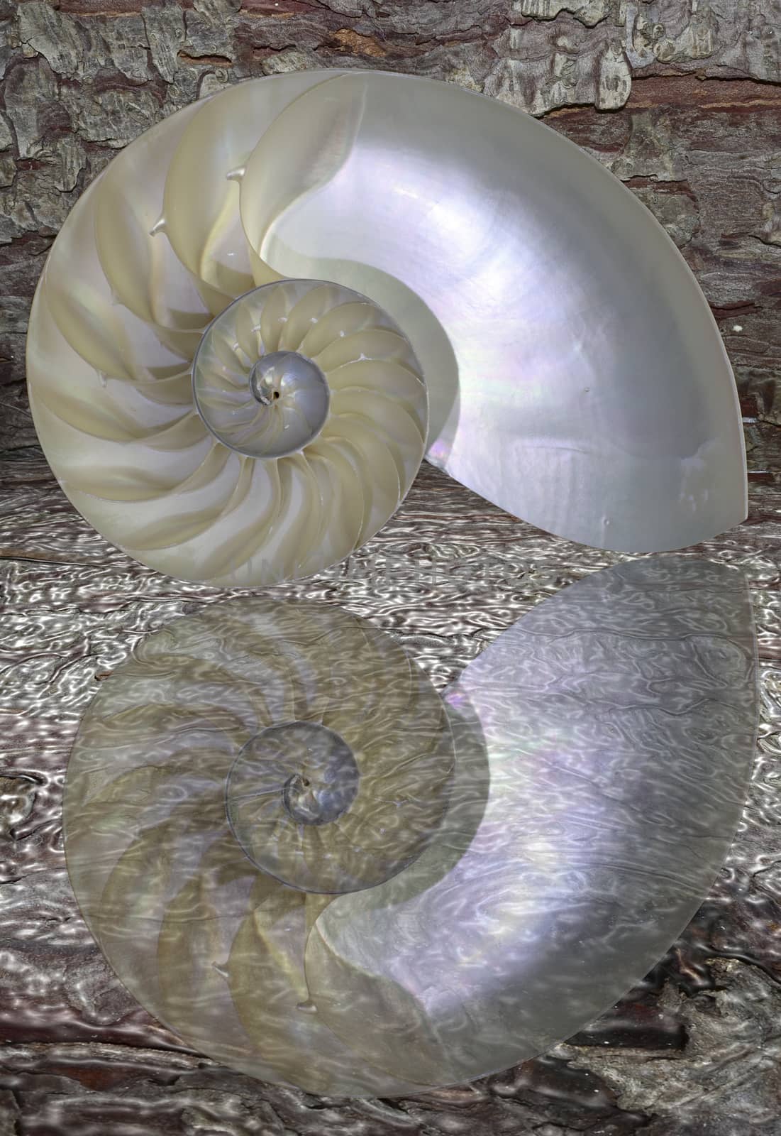 Nautilus shell cut by stellar