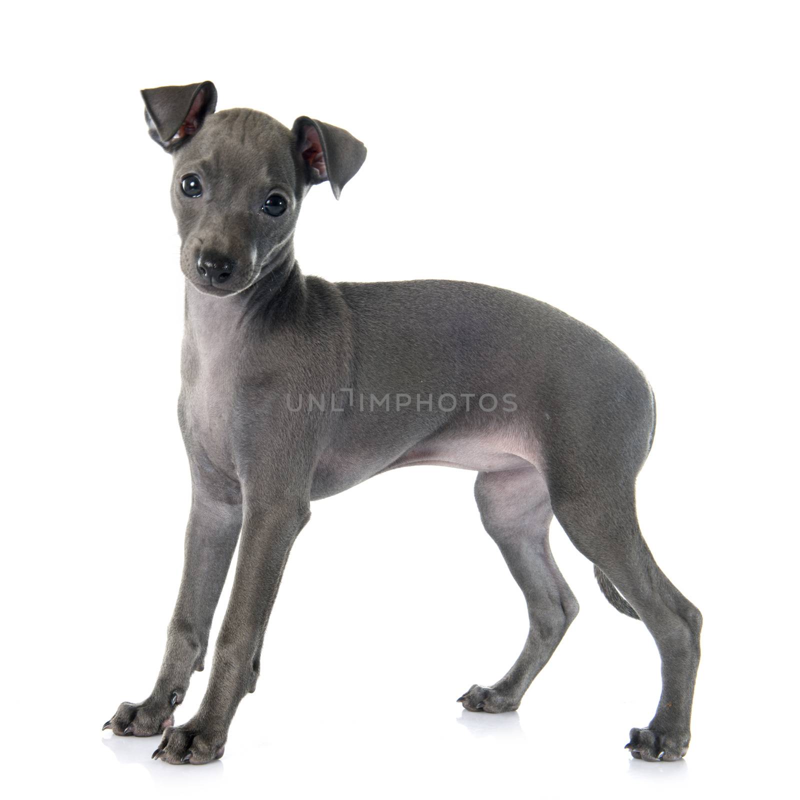 puppy italian greyhound by cynoclub