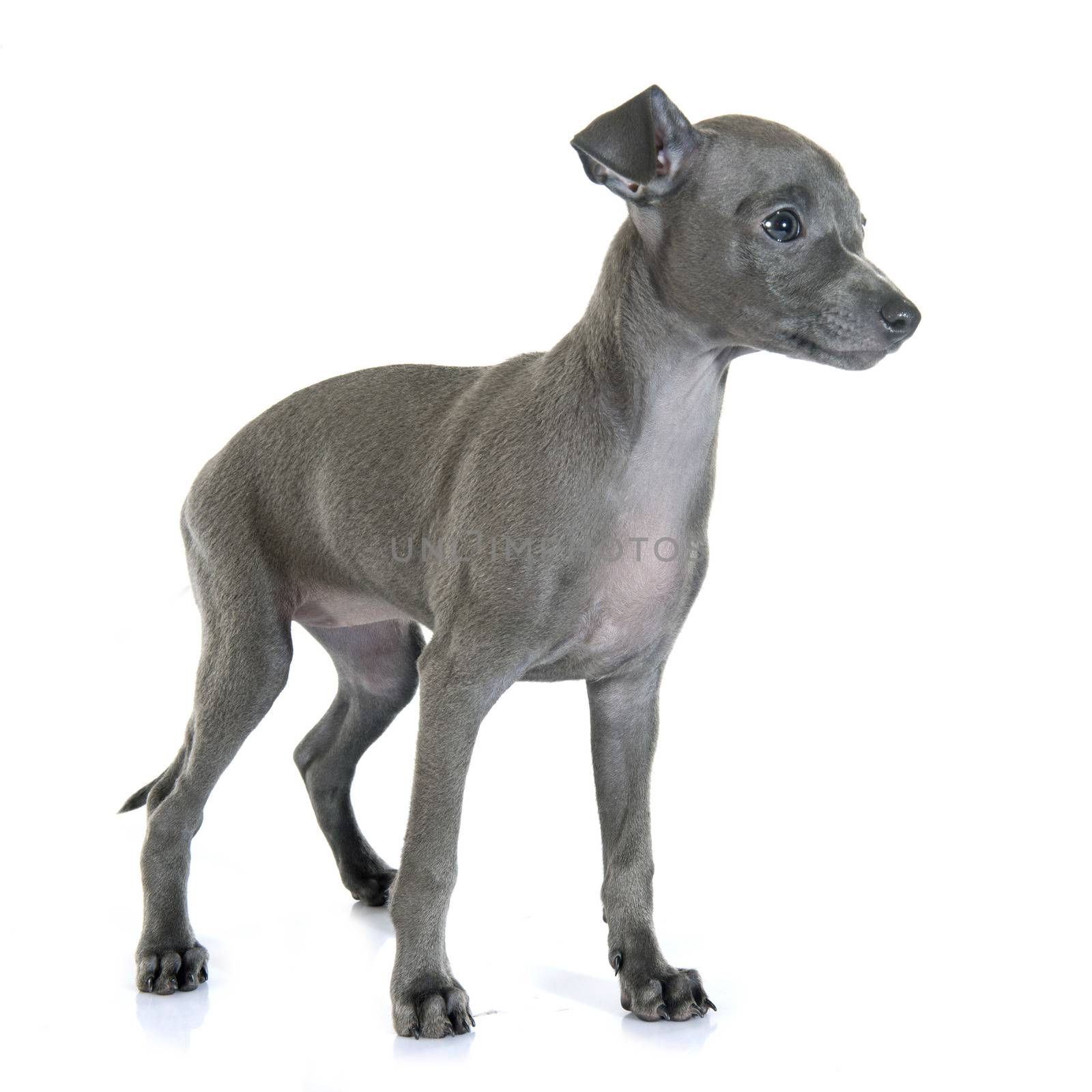 puppy italian greyhound in front of white background