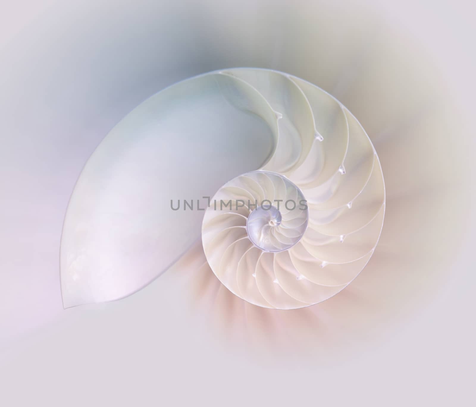 Chambered Nautilus cutaway Shells on colorful background