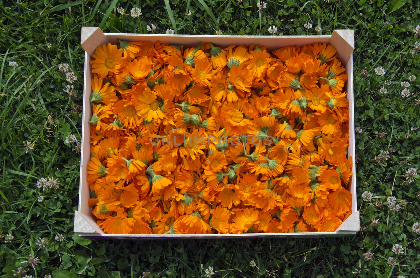 Calendula marigold picked in wooden box in summer garden