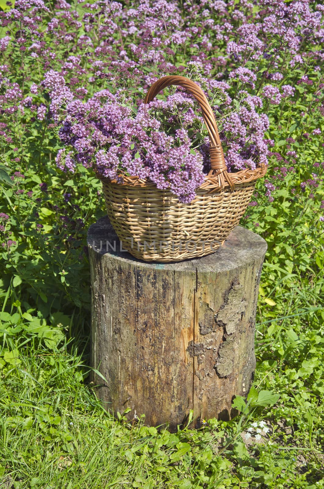 Origanum picked in wicker basket in farm garden