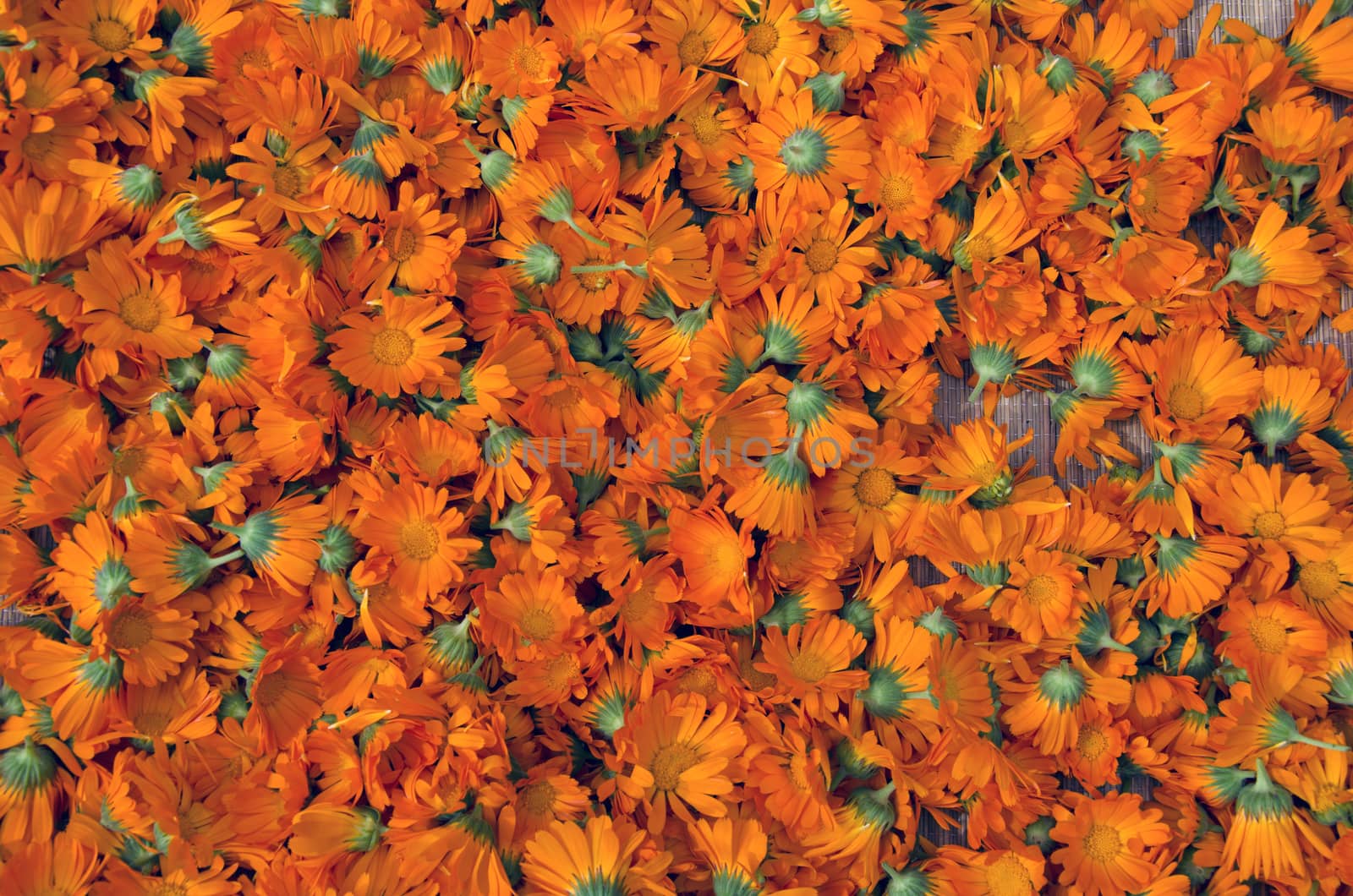 Background of fresh picked calendula heads drying