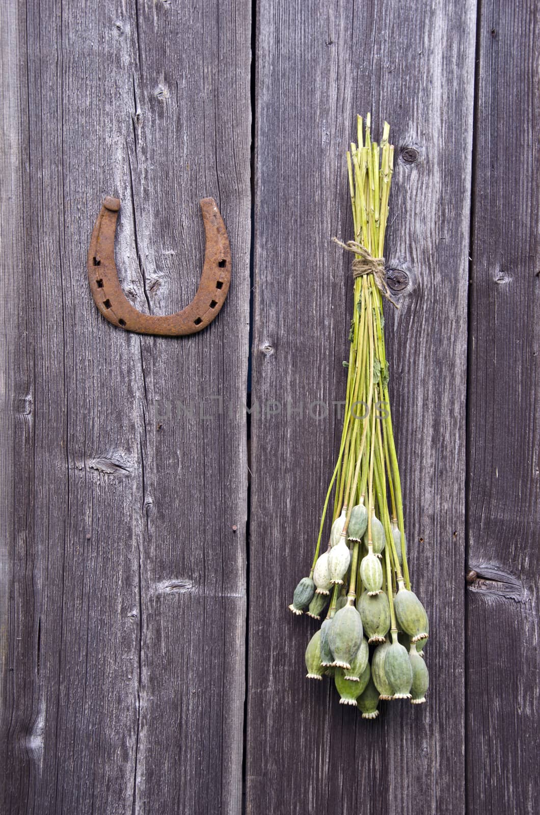 Bunch of big poppy heads and a horseshoe on wooden wall