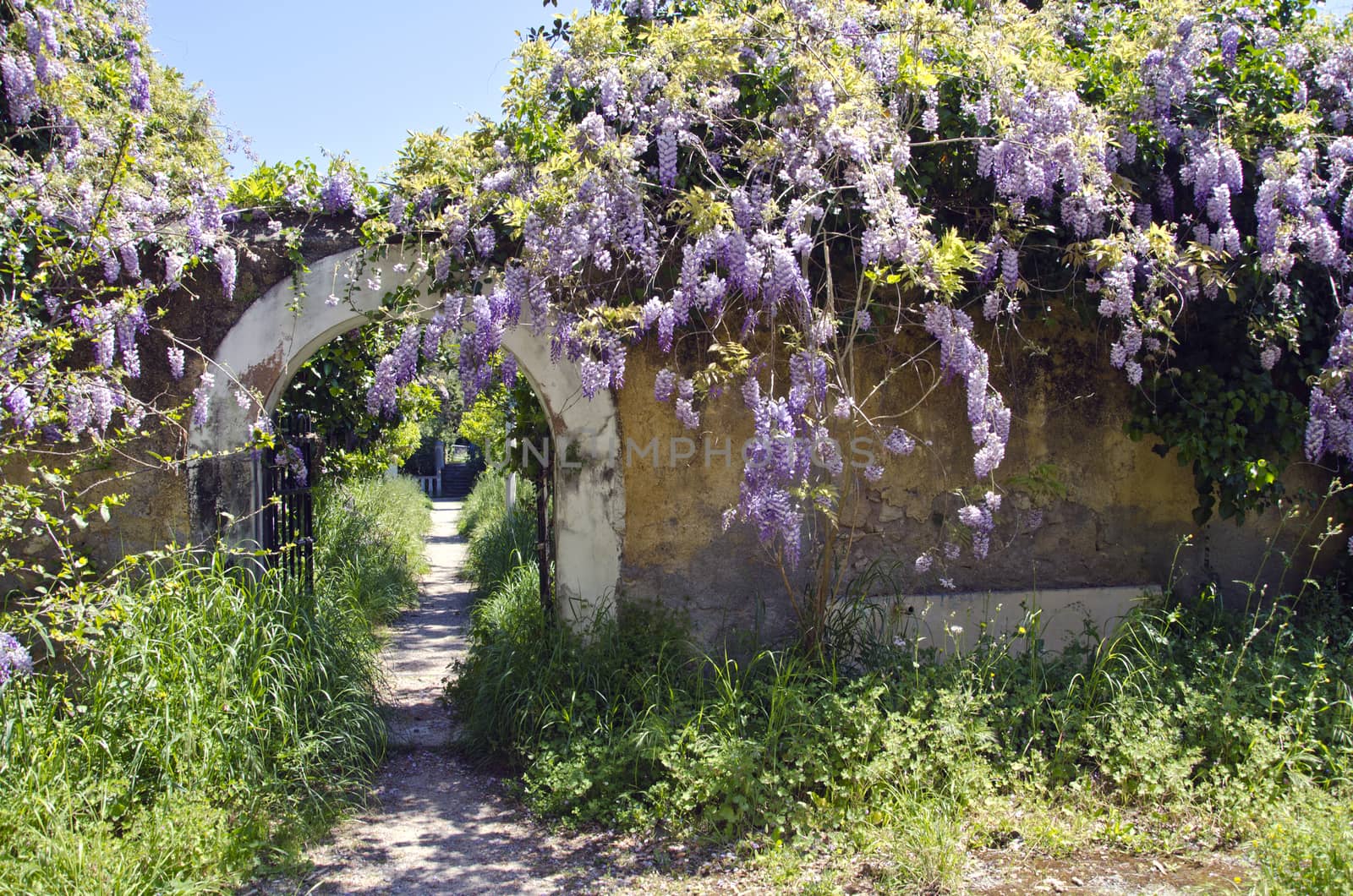 Old beautiful wisteria flowering on old wall in Rhodes island