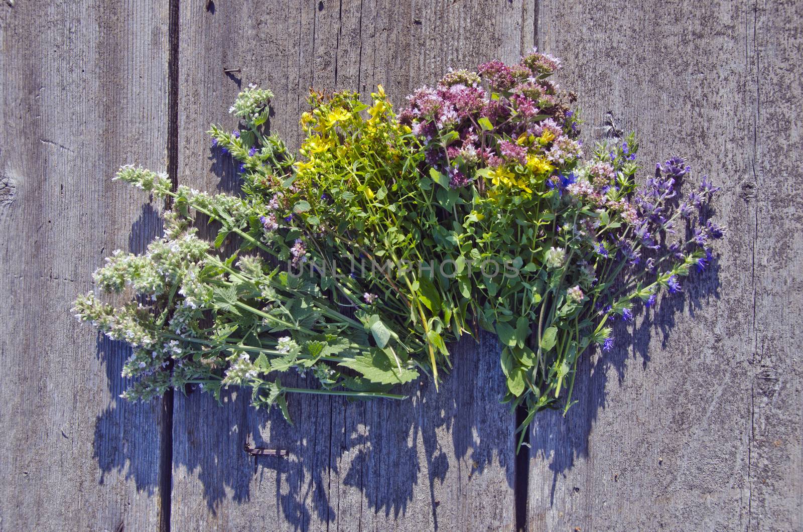 Fresh medical and spice Herbs on rustic wooden background