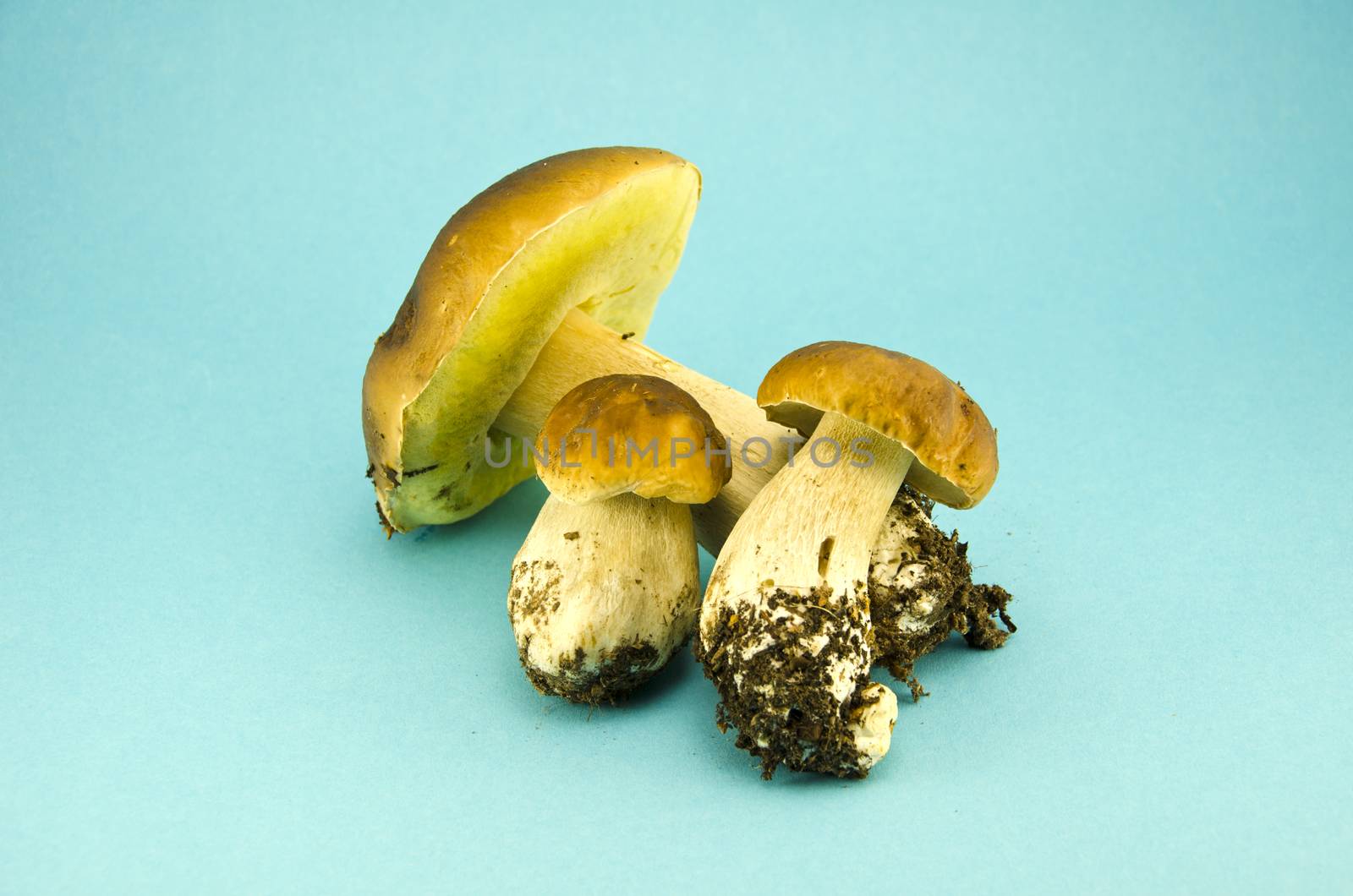 Three fresh mushrooms cap boletus on blue background