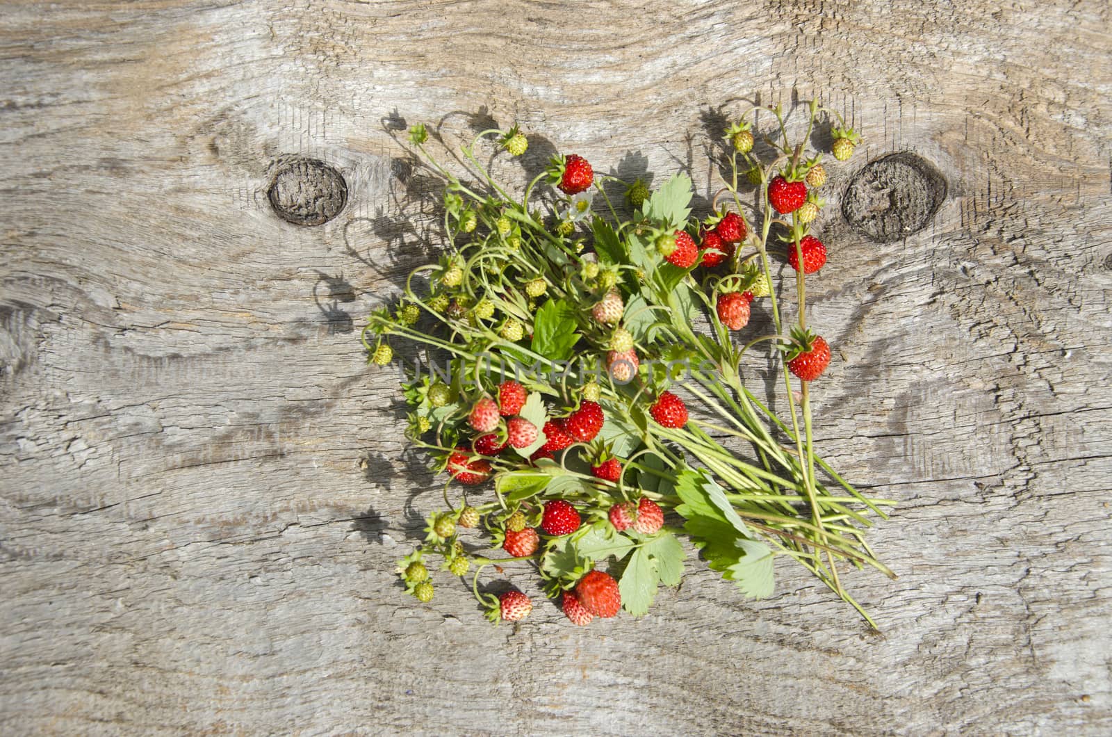 Bundle of wild strawberries on old wooden background  