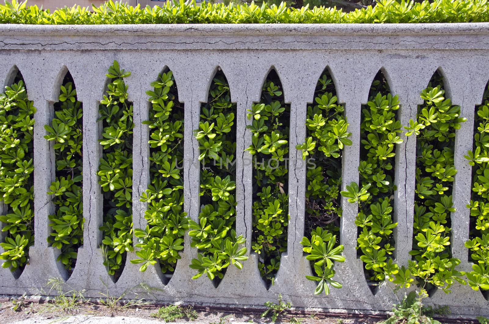 Decorative Bush growing through vintage  stone wall