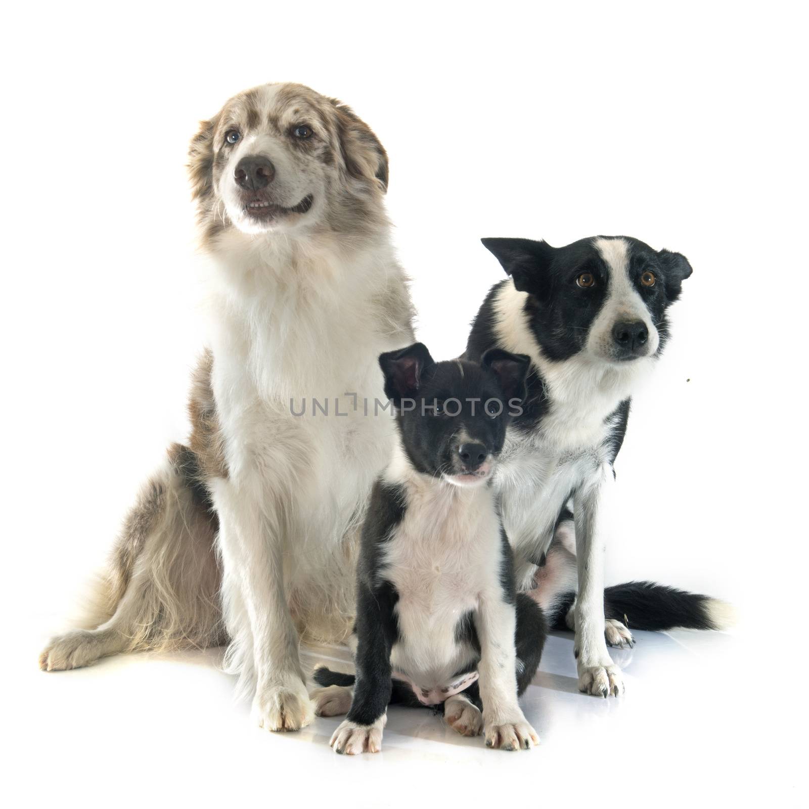 family border collier in front of white background