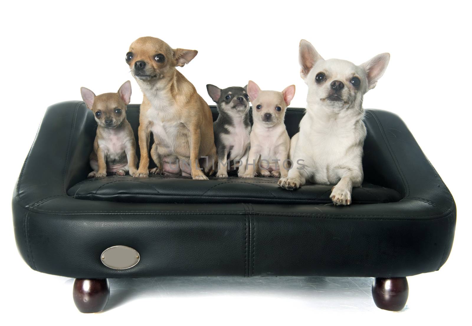 family chihuahua by cynoclub