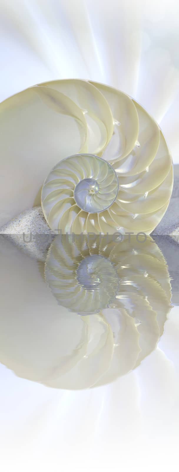 Chambered Nautilus cutaway Shell on beach reflected in water