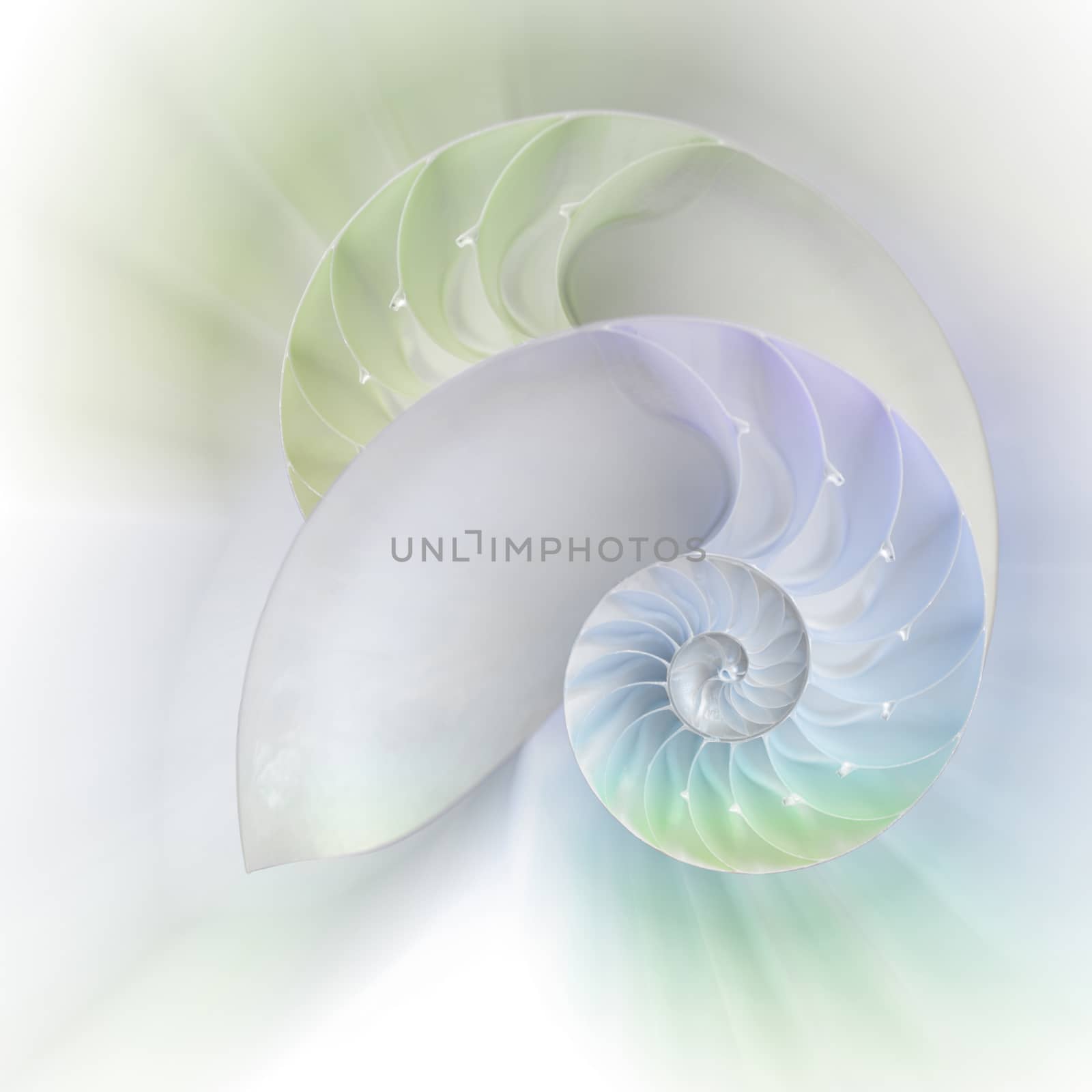 Chambered Nautilus cutaway Shells on colorful background