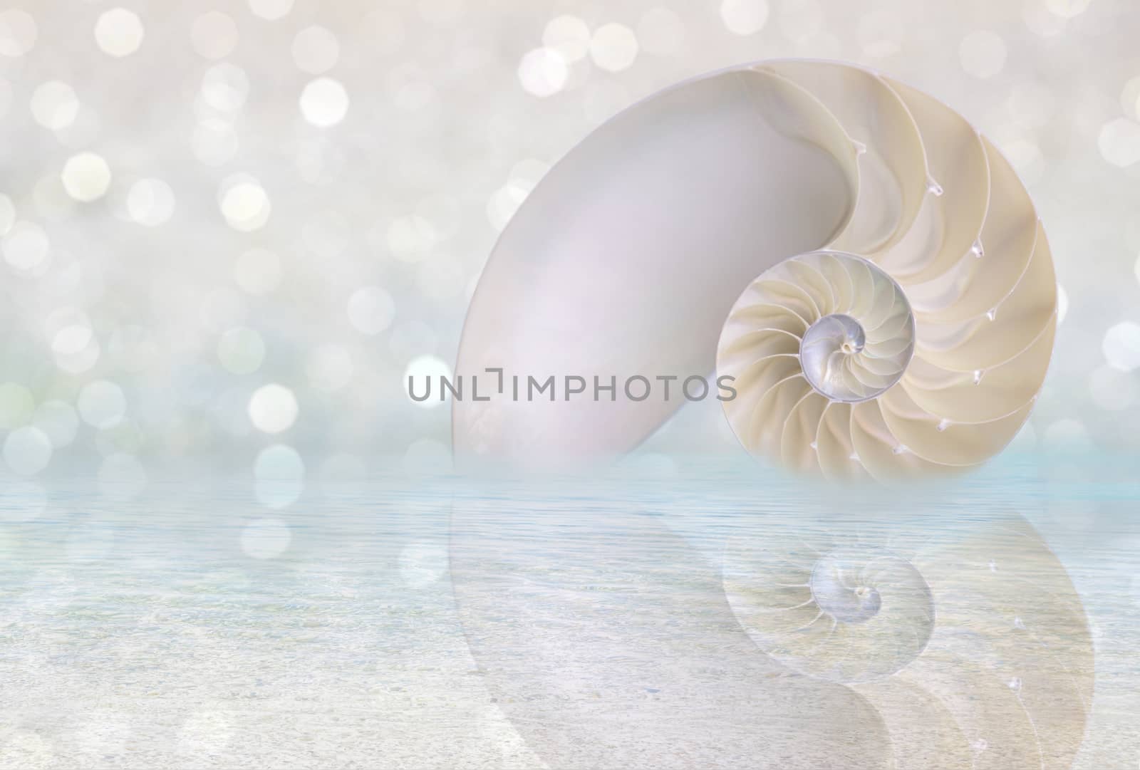 Chambered Nautilus cutaway Shell on beach reflected in water