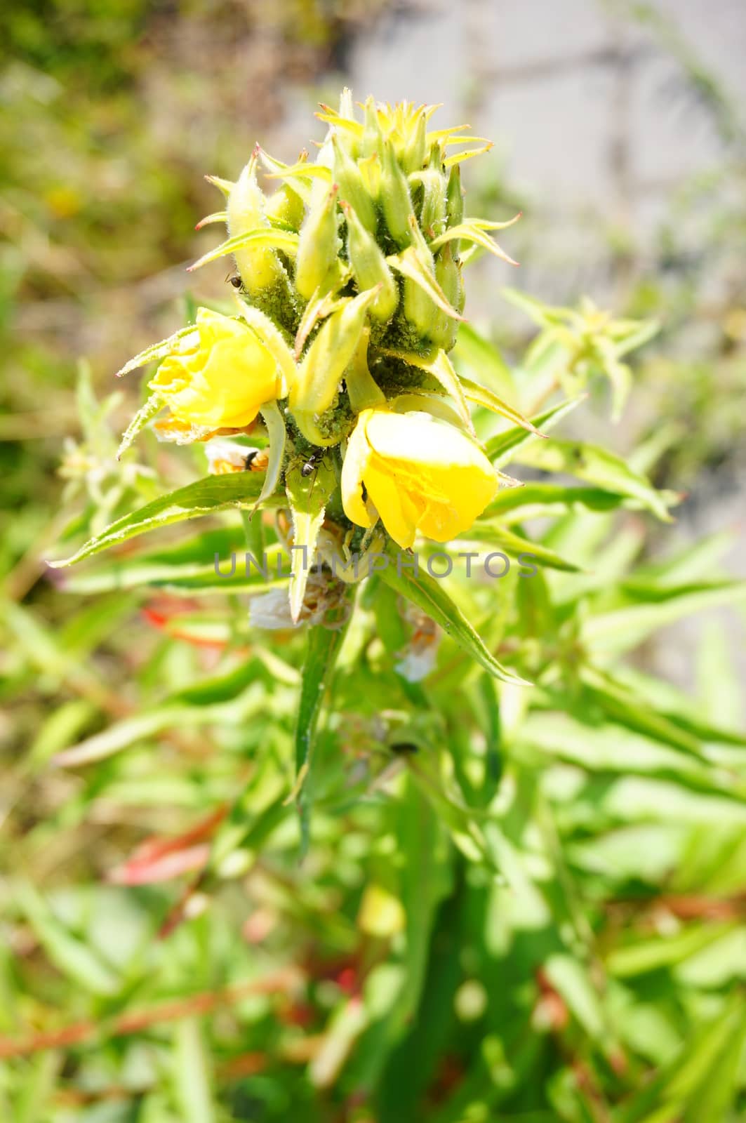 Green plant with yellow flower