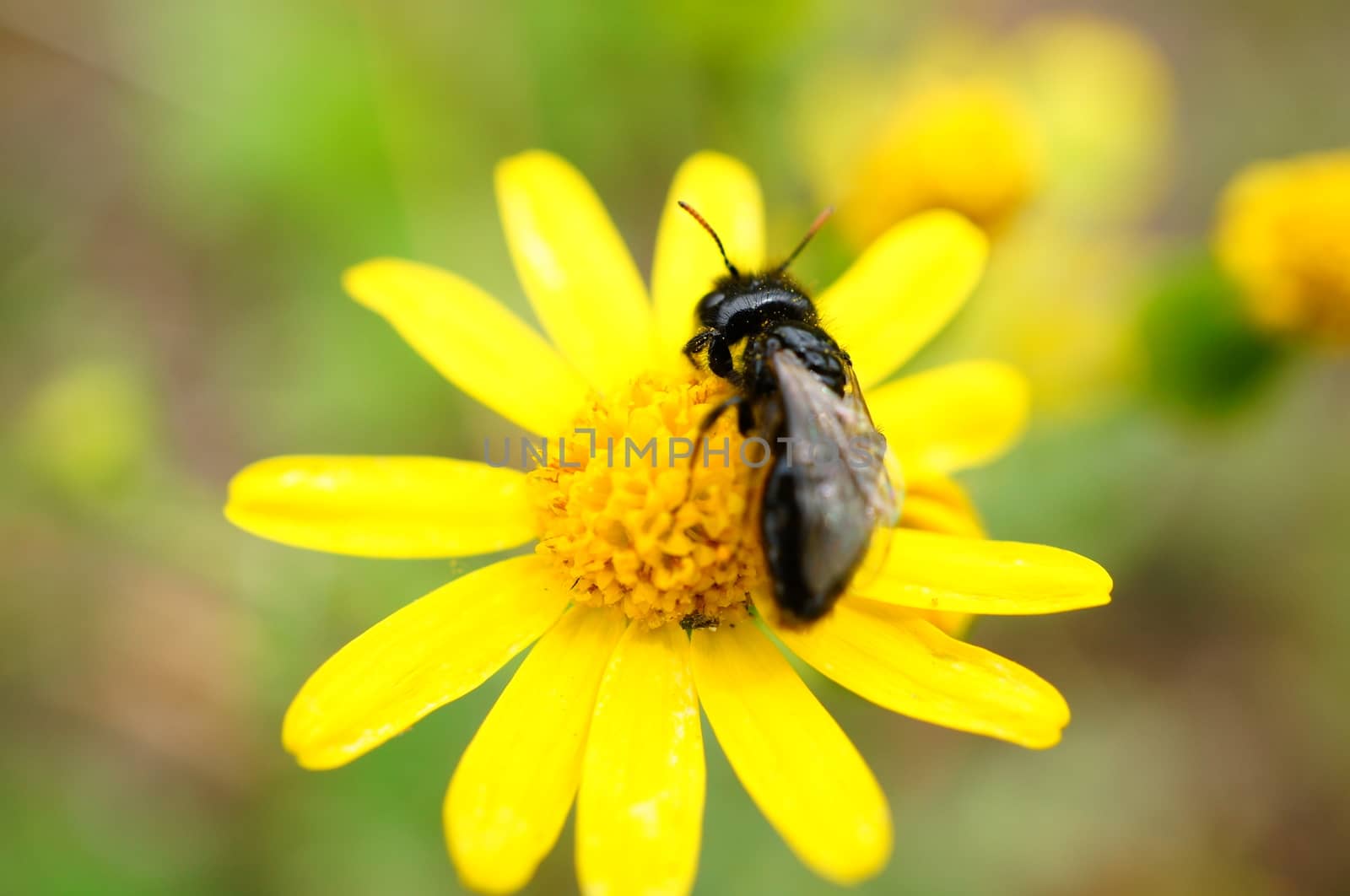 Young bee sitting on a yellow flower