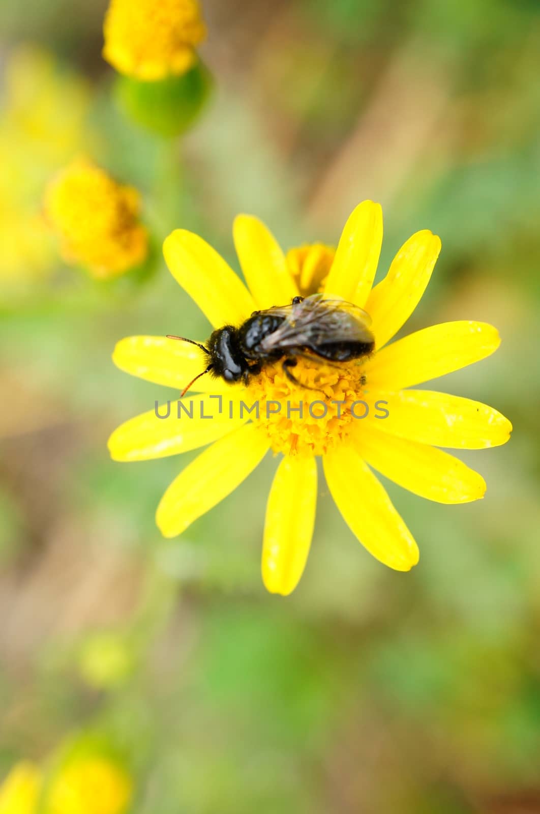 Young bee sitting on a yellow flower