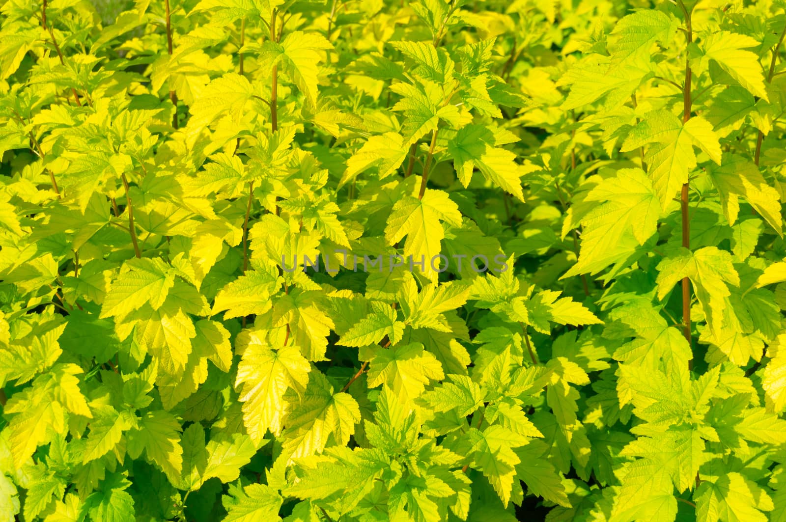Green shrub leaves on sunny day