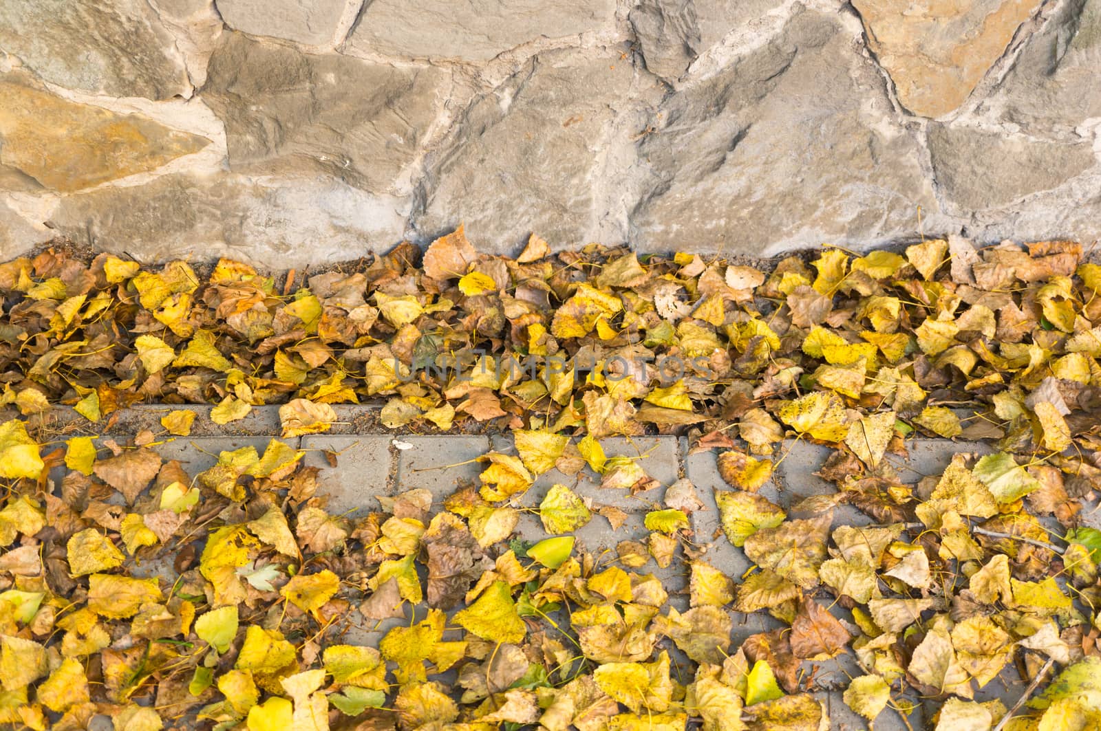 Yellow autumn leaves on a sidewalk