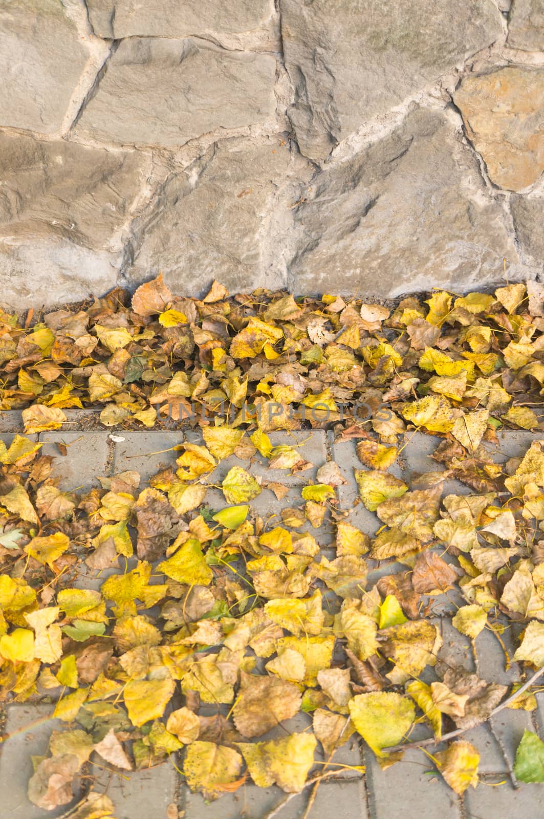 Yellow autumn leaves on a sidewalk