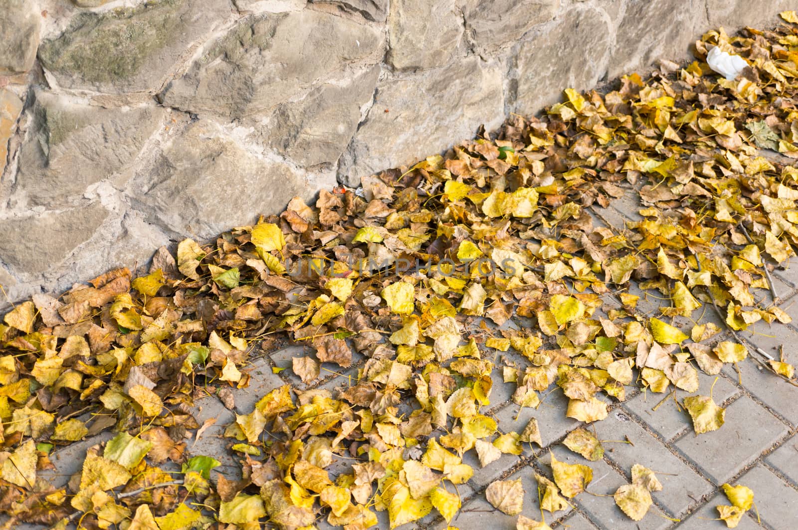 Yellow autumn leaves on a sidewalk