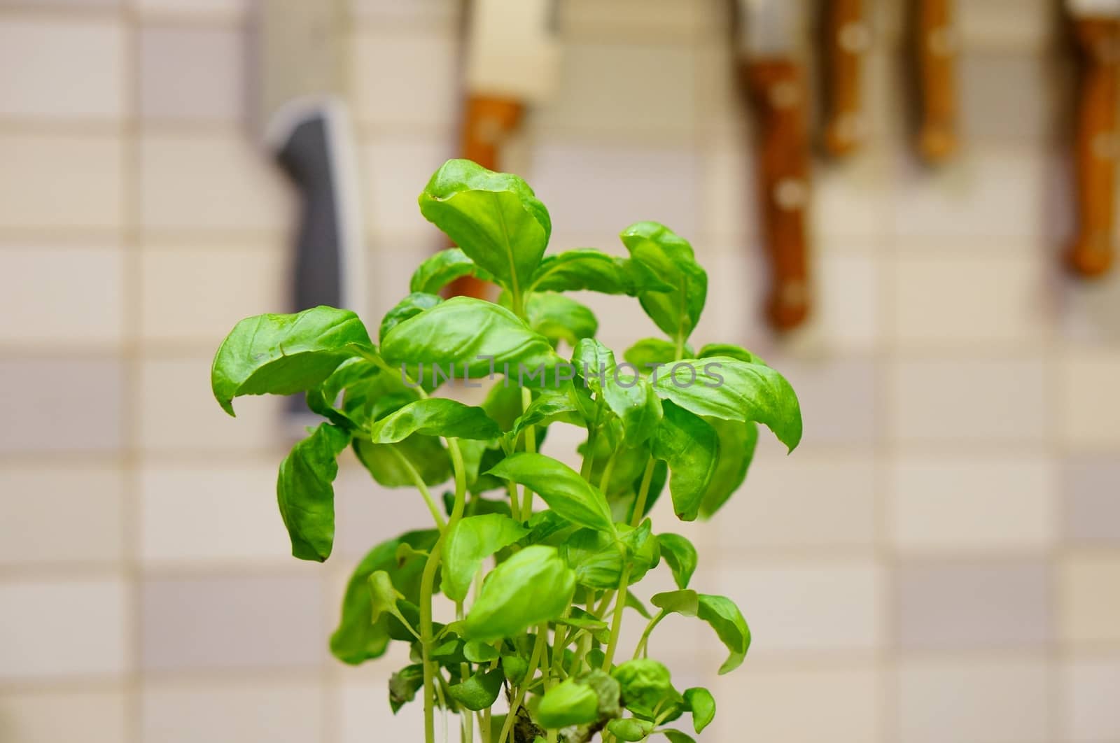 Green leaves of a fresh basil