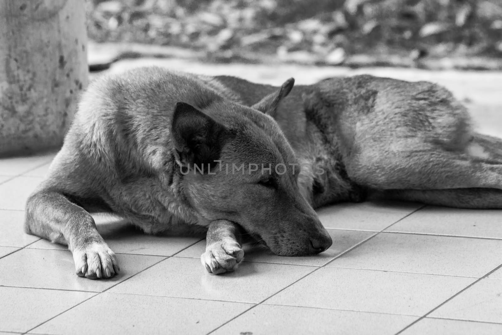 Lonely dog missing its owner. Black and white photograph.