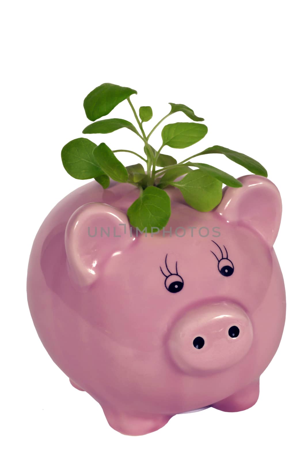 Concept of watching your savings grow by using a pink piggy bank and a little plant.