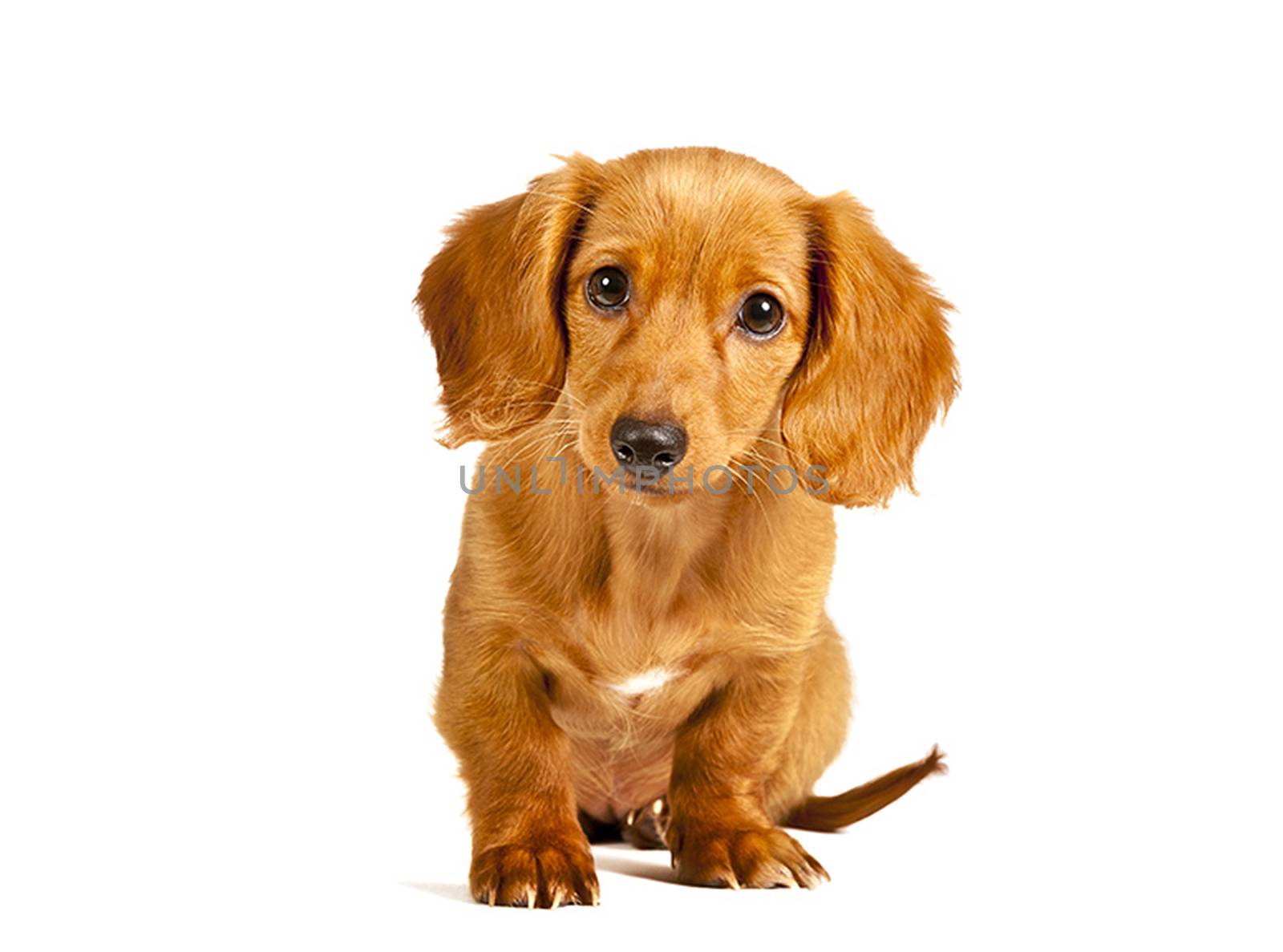 Cute and very adorable little golden retriever puppy with head tilted slightly on white background