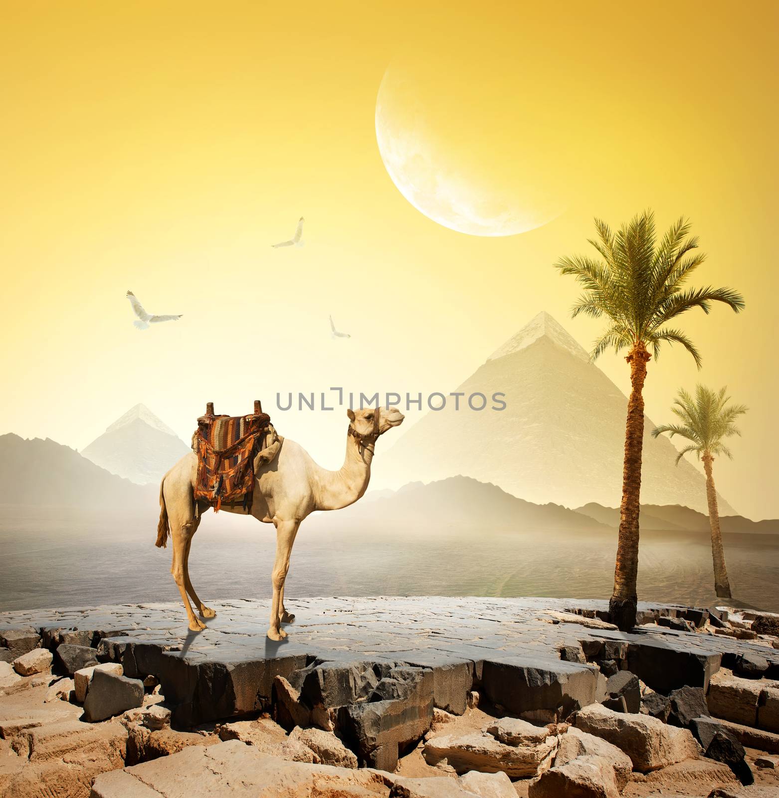 Camel and moon by Givaga